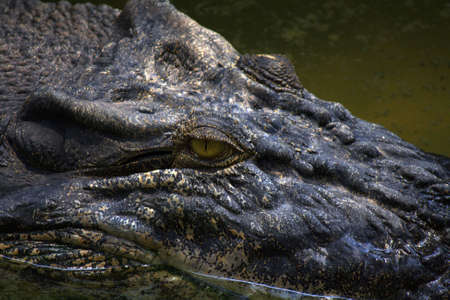 Close up of crocodile eyeの写真素材