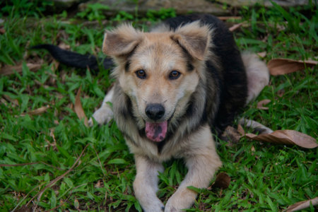 Cute dog with black mard on tongueの写真素材