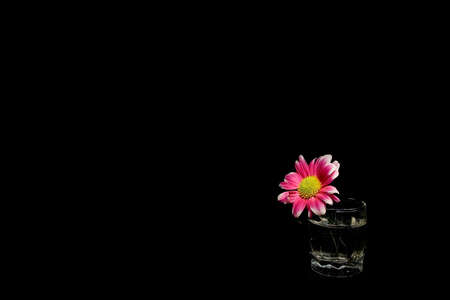 Alone chrysanthemum in the glass.の写真素材