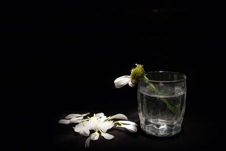 chrysanthemum の写真素材