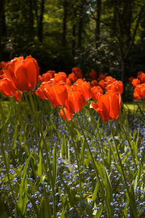 Tulips plant in Holland. Kukenhof Gardens.の写真素材