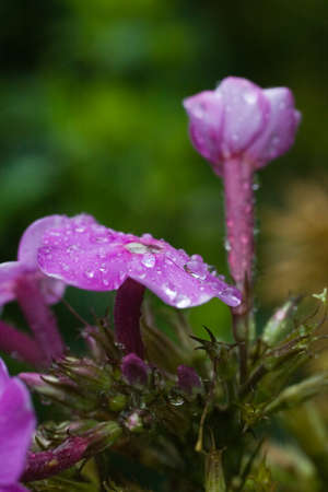 geraniumの写真素材