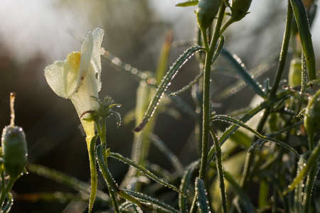 Antirrinumの写真素材