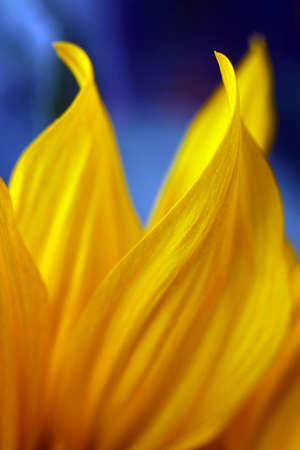 Sunflowerの写真素材