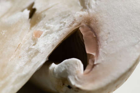 mushroomの写真素材