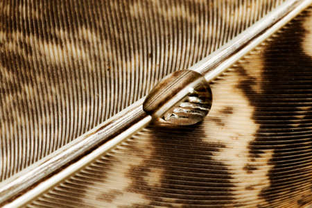 PHEASANT'S FEATHER