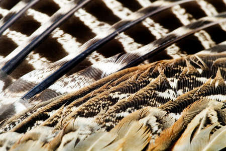 PHEASANT'S FEATHERの写真素材