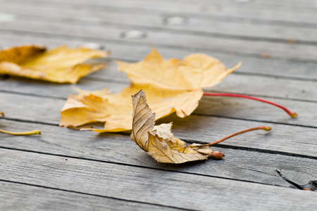 Light painted autumn leaf on planking.の写真素材