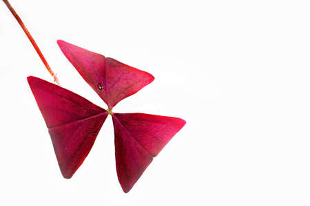 Three leaf cloverの写真素材