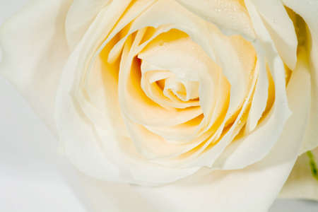 beautiful rose for backgroundsの写真素材
