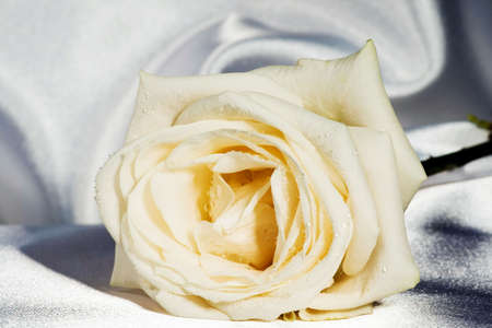 Close-up shot of a rose bud with water drops on petalsの写真素材