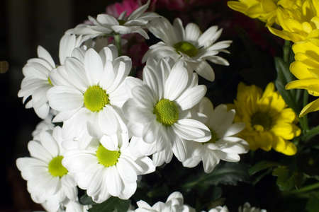 Close up of a daisy flowerの写真素材