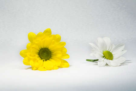 Close up of a daisy flowers, isolated on white,の写真素材