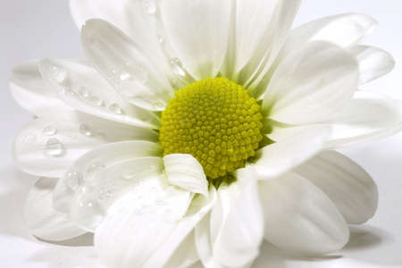 Close up of a daisy flower, isolated on white,の写真素材