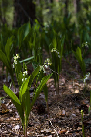 Lily-of-the-valley against a pale green background