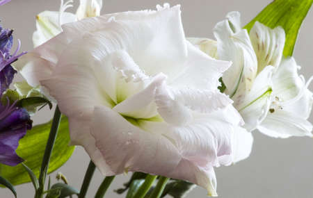 On a photo a white rose by macro lens