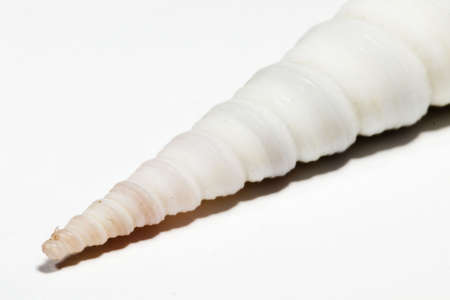 beautiful Seashell isolated on white backgroundの写真素材