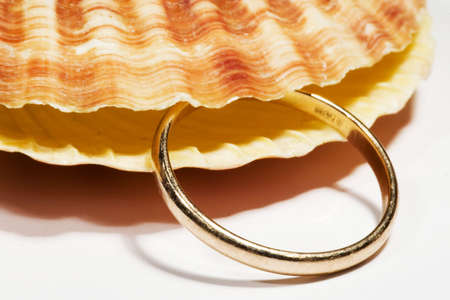 beautiful Seashell isolated on white backgroundの写真素材