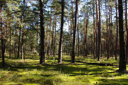 Enchanted forest in summer.