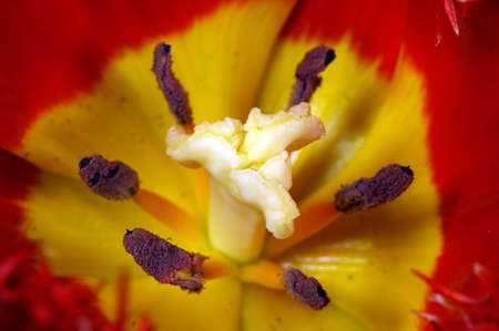 Close up of the red tulips petalsの写真素材