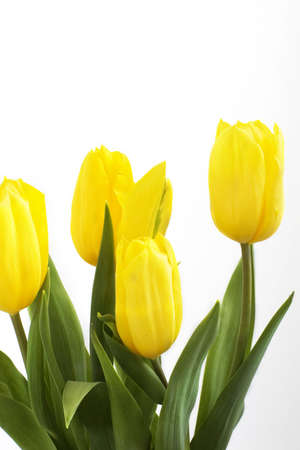 Fresh tulips isolated on white backgroundの写真素材