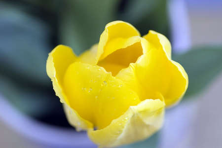 Fresh tulipの写真素材