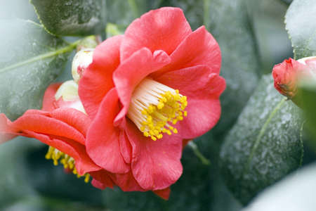red flower in tropical forestの写真素材