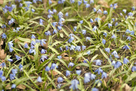 bluebells in wood green leaves trees behindの写真素材