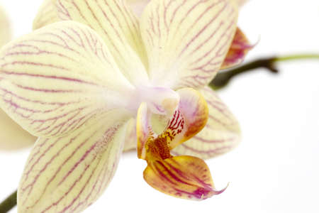orchids on the white backgroundの写真素材