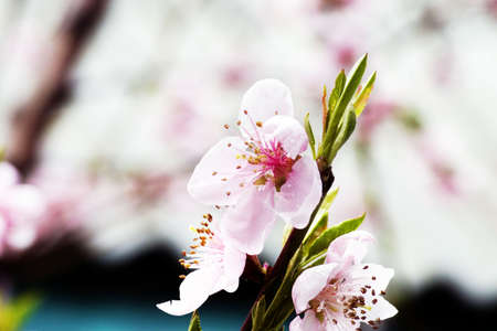 Peach blossom against blue skyの写真素材