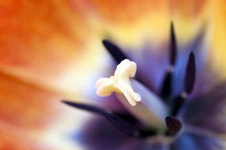 lose-up shot of the stamen of a red tulipの写真素材
