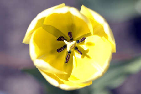 close-up shot of the stamen of a yellow tulipの写真素材