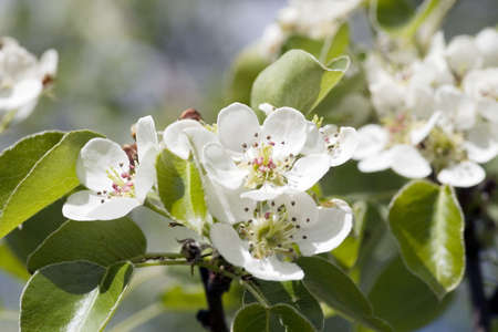 Tree branch with cherry flowers. Shallow focusの写真素材