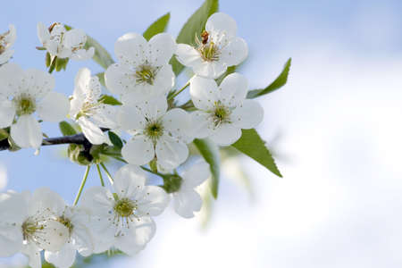 Tree branch with cherry flowers over green background.