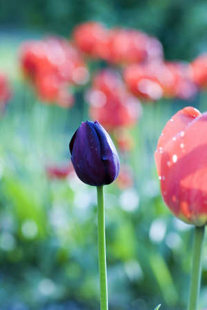 one black tulip of red tulipsの写真素材