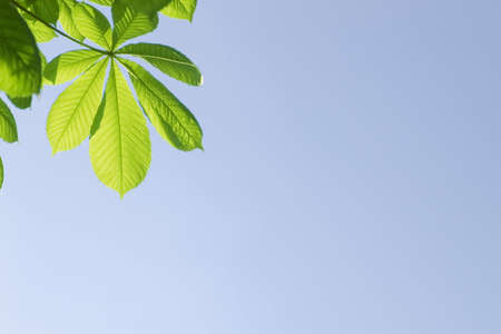 green leaves on blue sky backgroundの写真素材