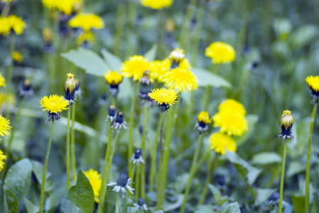 Beautiful yellow dandelions over green grassの写真素材