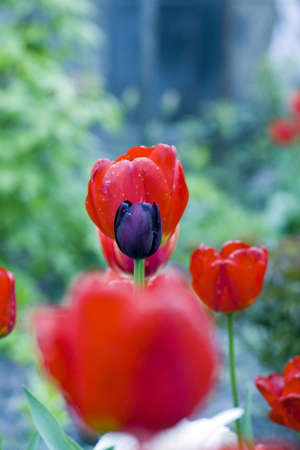 one black tulip of red tulipsの写真素材