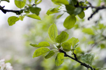 green leaves, shallow focusの写真素材
