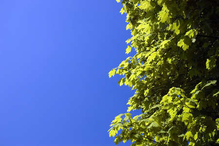 Green leaves on a background of the dark blue sky