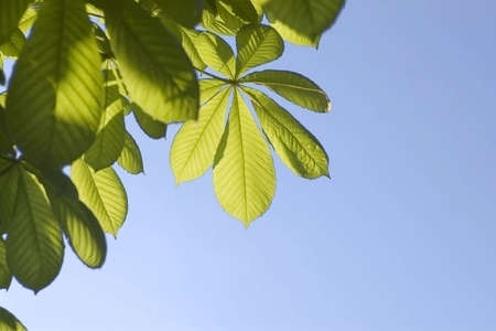 Leaves of a chestnut and blue skyの写真素材