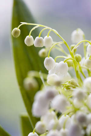 Lily of the valleyの写真素材