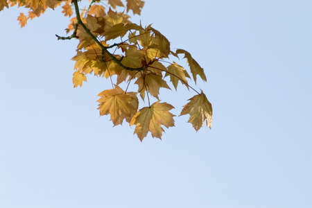Leaves of maple in autumn