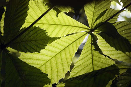 green leaves of chestnut on the sunshineの写真素材