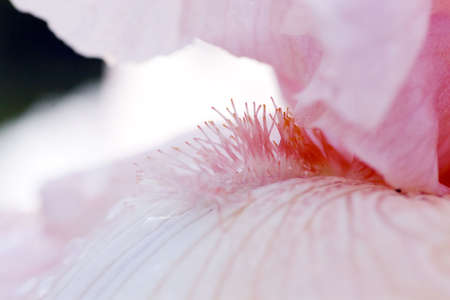 Pink iris. Shot by macro lens.の写真素材