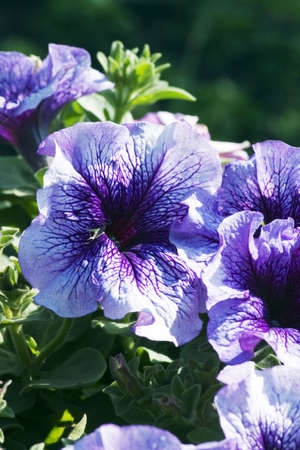 Purple Petunia in the gardenの写真素材