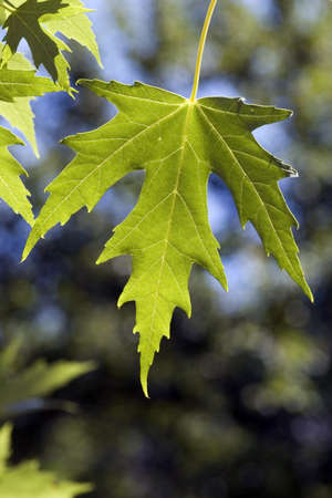 green leaves, shallow focusの写真素材