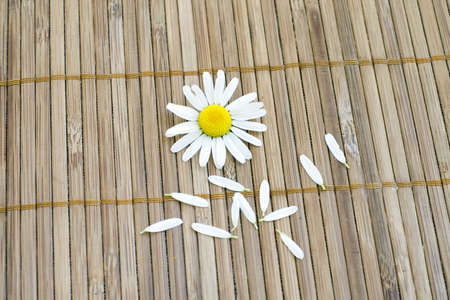 white chamomile with some petals. Spa backgroundの写真素材