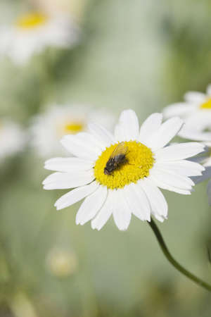 The camomiles on green meadow.の写真素材