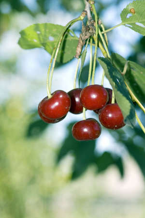 big sweet and juicily cherries on a Tree.の写真素材